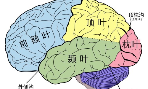 仙芪眩宁颗粒为啥那么贵啊-仙芪眩宁颗粒治头晕吗网 - 仙芪眩宁颗粒治头晕吗有效果吗,仙芪眩宁颗粒几盒一疗程