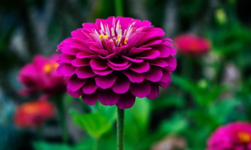 仙芪眩宁颗粒不良反应-仙芪眩宁颗粒治头晕吗网 - 仙芪眩宁颗粒治头晕吗有效果吗,仙芪眩宁颗粒几盒一疗程